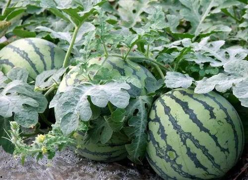 吃瓜最新入口免费,带你领略美味新境界 第3张 吃瓜最新入口免费,带你领略美味新境界 第3张